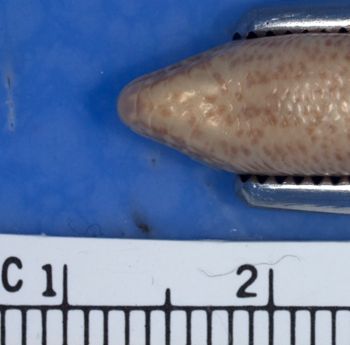 Media type: image;   Herpetology R-37206